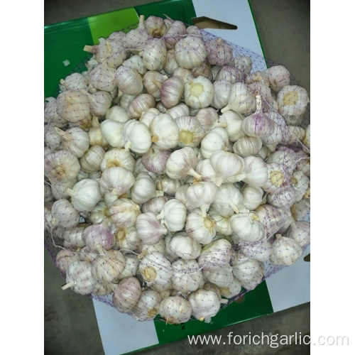 Hot Sale 2019 Normal Garlic